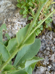 Hieracium amplexicaule