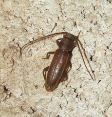 Anelaphus moestus