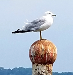 Larus delawarensis
