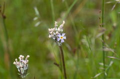 Primula laurentiana