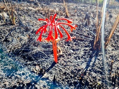 Cyrtanthus contractus
