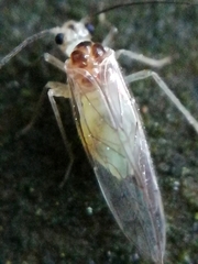Stenopsocus stigmaticus