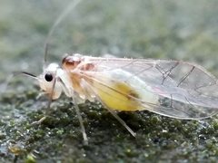 Stenopsocus stigmaticus
