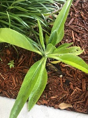 Kalanchoe gastonis-bonnieri