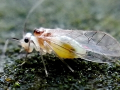 Stenopsocus stigmaticus
