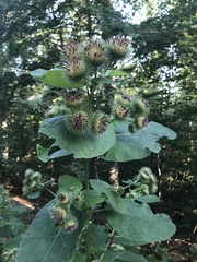 Arctium nemorosum