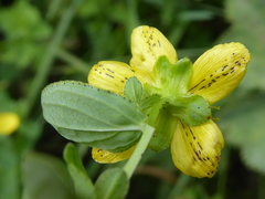 Hypericum maculatum maculatum