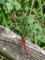 Sympetrum sanguineum