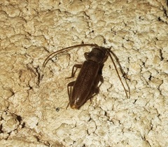 Geropa concolor