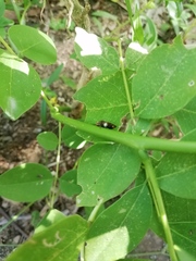 Homalodisca ichthyocephala