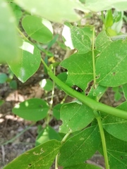 Homalodisca ichthyocephala