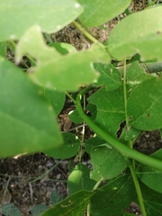 Homalodisca ichthyocephala