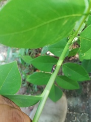 Homalodisca ichthyocephala