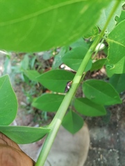 Homalodisca ichthyocephala