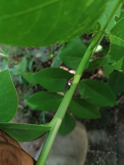 Homalodisca ichthyocephala