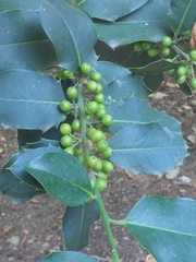 Ilex aquifolium