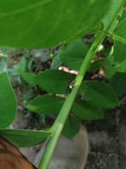 Homalodisca ichthyocephala