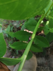 Homalodisca ichthyocephala