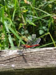 Sympetrum sanguineum