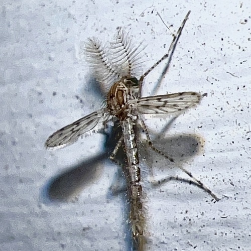 Chaoborus punctipennis photo 6