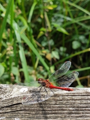 Sympetrum sanguineum
