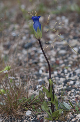 Gentianopsis detonsa nesophila