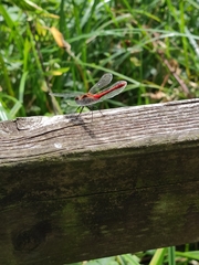 Sympetrum sanguineum