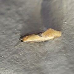 Batia lunaris