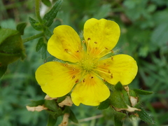 Potentilla pyrenaica
