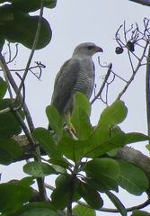 Buteo nitidus image