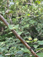 Betula chinensis