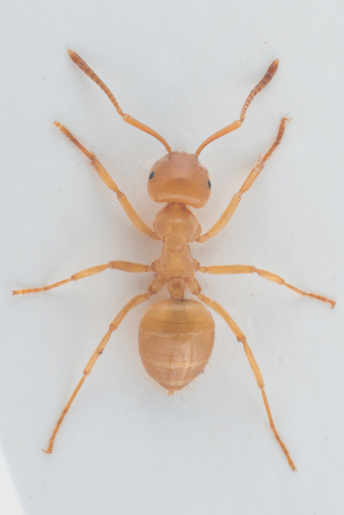 Lasius meridionalis
