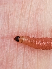 Grapholita funebrana