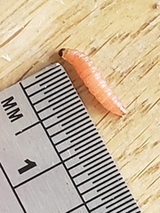 Grapholita funebrana