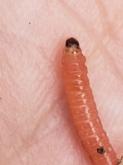 Grapholita funebrana