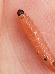 Grapholita funebrana