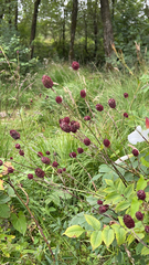 Sanguisorba officinalis