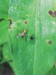 Condylostylus occidentalis