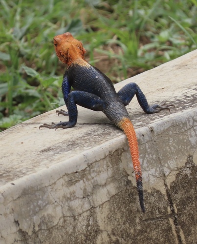 Finch’s agama, Agama finchi