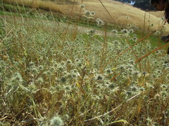 Eryngium aristulatum