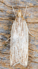 Helcystogramma hystricella