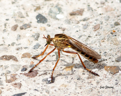 Diogmites craverii