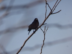 Molothrus rufoaxillaris