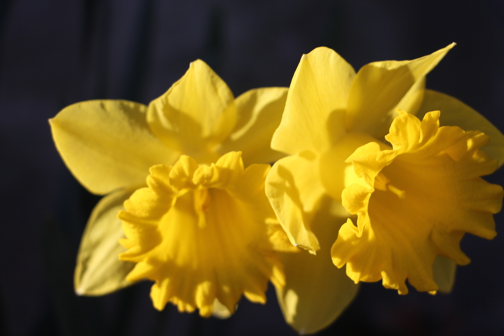 daffodils from Carvel Beach, Riviera Beach, MD 21226, USA on March 11 ...