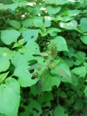 Acalypha anadenia