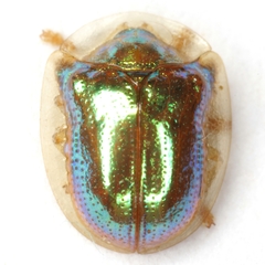 Charidotella succinea