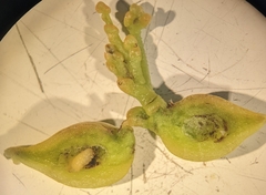 Smicronyx sculpticollis