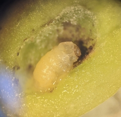 Smicronyx sculpticollis