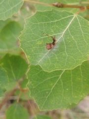 Cerura
