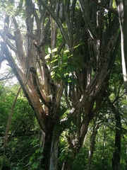 Philodendron jacquinii